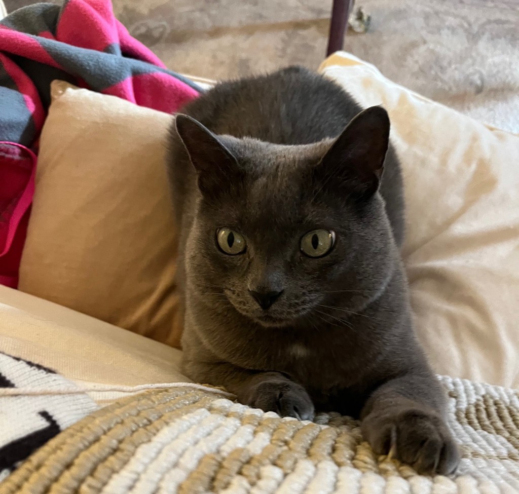 Image of a gray cat with green eyes. The cat is sitting on a couch and playing with a string.